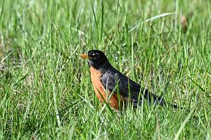 004 thrush, American Robin, 2023-05079076 Parker River NWR, MA